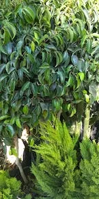 Árboles que entregamos